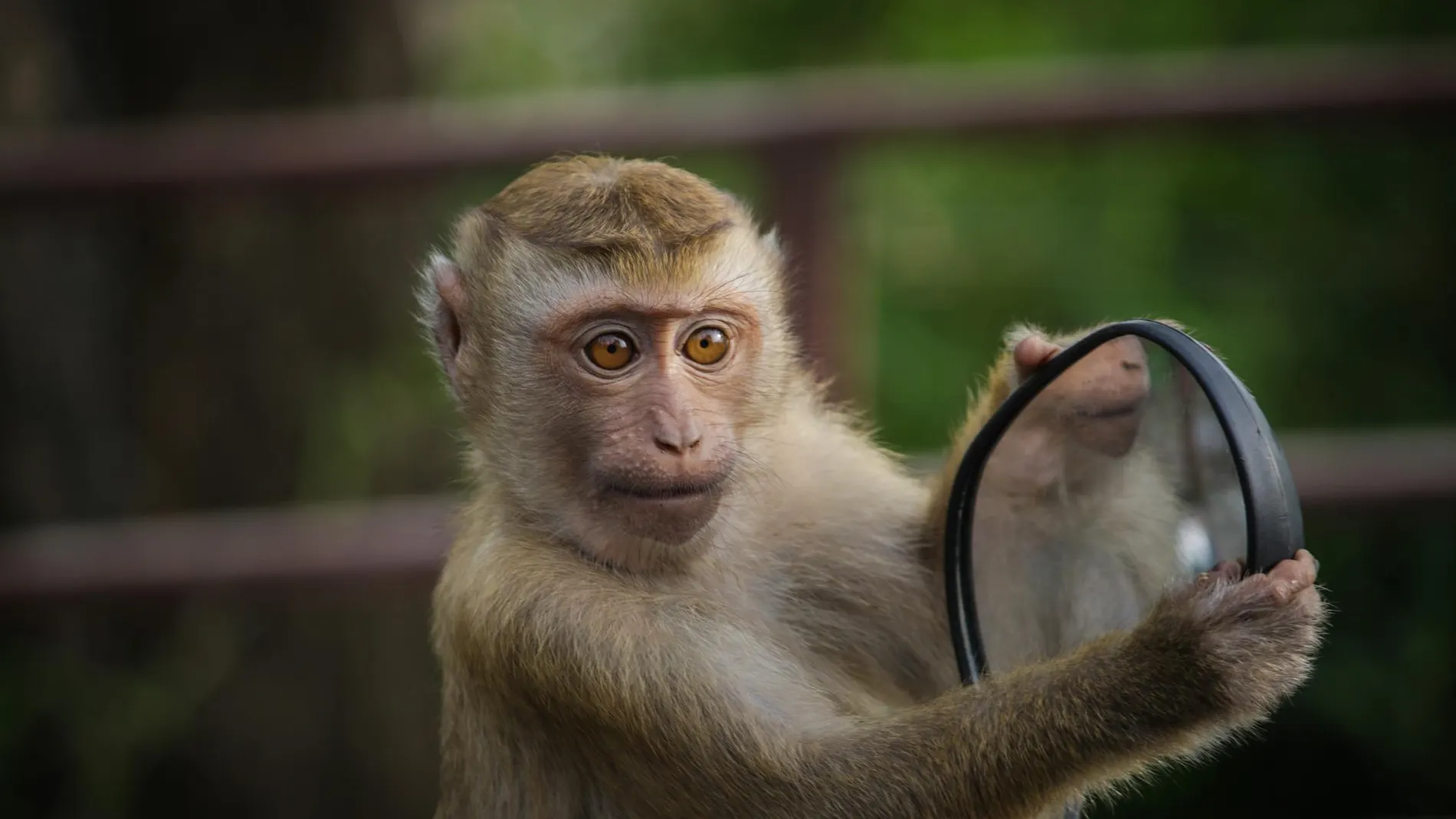 Mono observa los objetos que refleja un espejo retrovisor