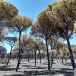 Zona calcinada por el incencio de Bonares y Almonte (Huelva). CARLOS DAVILA/SEO/BIRDLIFE (Foto de archivo)