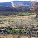 Brotes verdes en la zona quemada del incendio forestal que hace un mes y medio arrasó la Sierra de la Culebra
