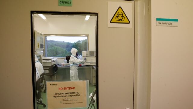 Antes de los ensayos en humanos, la prometedora vacuna contra la covid de la farmacéutica gerundense Hipra se probó en animales en el laboratorio de IRTA-CReSA.
