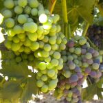 Cambio de color o envero en las uvas de la D.O. Ribera de Duero