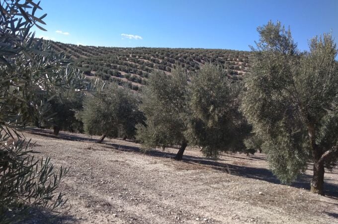 El olivar ya está sufriendo los efectos de la grave sequía que sufre el campo andaluz