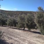 El olivar ya está sufriendo los efectos de la grave sequía que sufre el campo andaluz