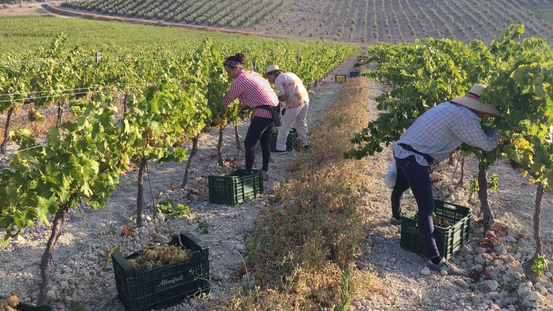 Vendimia de Pedro Ximénez en Bodegas Robles