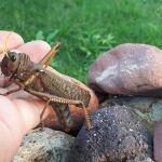 La langosta es una especie de saltamontes y se trata de insectos que han ocasionado graves daños económicos o sociales desde la prehistoria