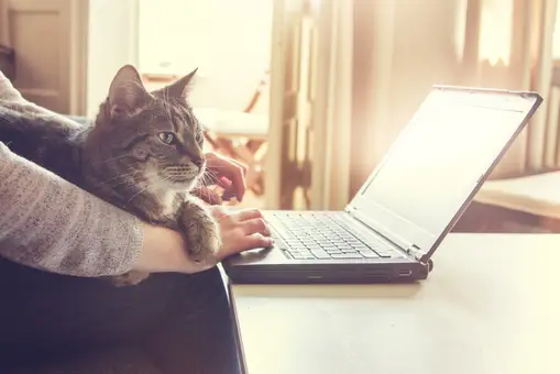 ¿Por qué los gatos están obsesionados con el teclado del ordenador?