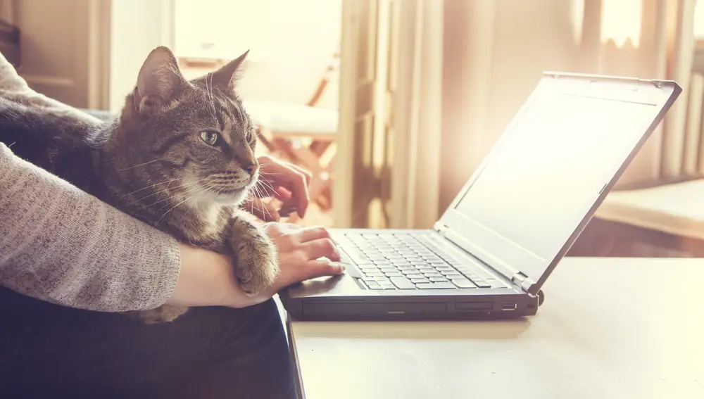 Mujer y su gato atigrado contento, que está acostado sobre su regazo y brazo, trabajando en una computadora portátil en casa.