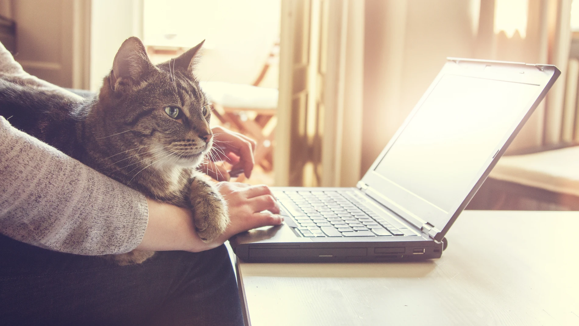 Mujer y su gato atigrado contento, que está acostado sobre su regazo y brazo, trabajando en una computadora portátil en casa.