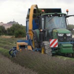 Un momento de la cosecha de lavandín en un terreno cercano a Palencia