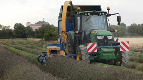 Un momento de la cosecha de lavandín en un terreno cercano a Palencia