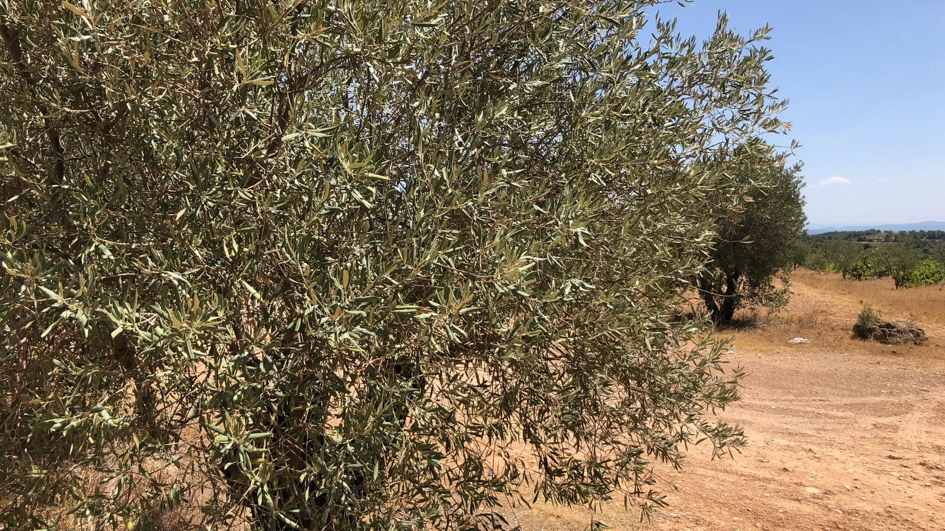 Imagen de un olivo en la provincia de Valencia