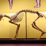 Exposición "Tenerse en pie. La postura erguida en la evolución humana", en el Museo de la Evolución Humana