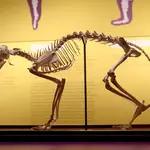 Exposición &quot;Tenerse en pie. La postura erguida en la evolución humana&quot;, en el Museo de la Evolución Humana