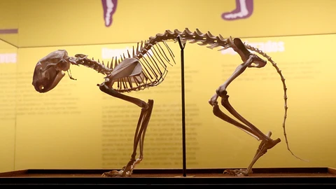 Exposición "Tenerse en pie. La postura erguida en la evolución humana", en el Museo de la Evolución Humana