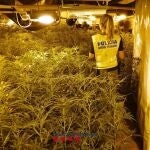 Marihuana decomisada por los Mossos d'Esquadra