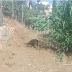 Finca cuyo propietario es investigado por lazos de acero contra los jabalíes. GUARDIA CIVIL