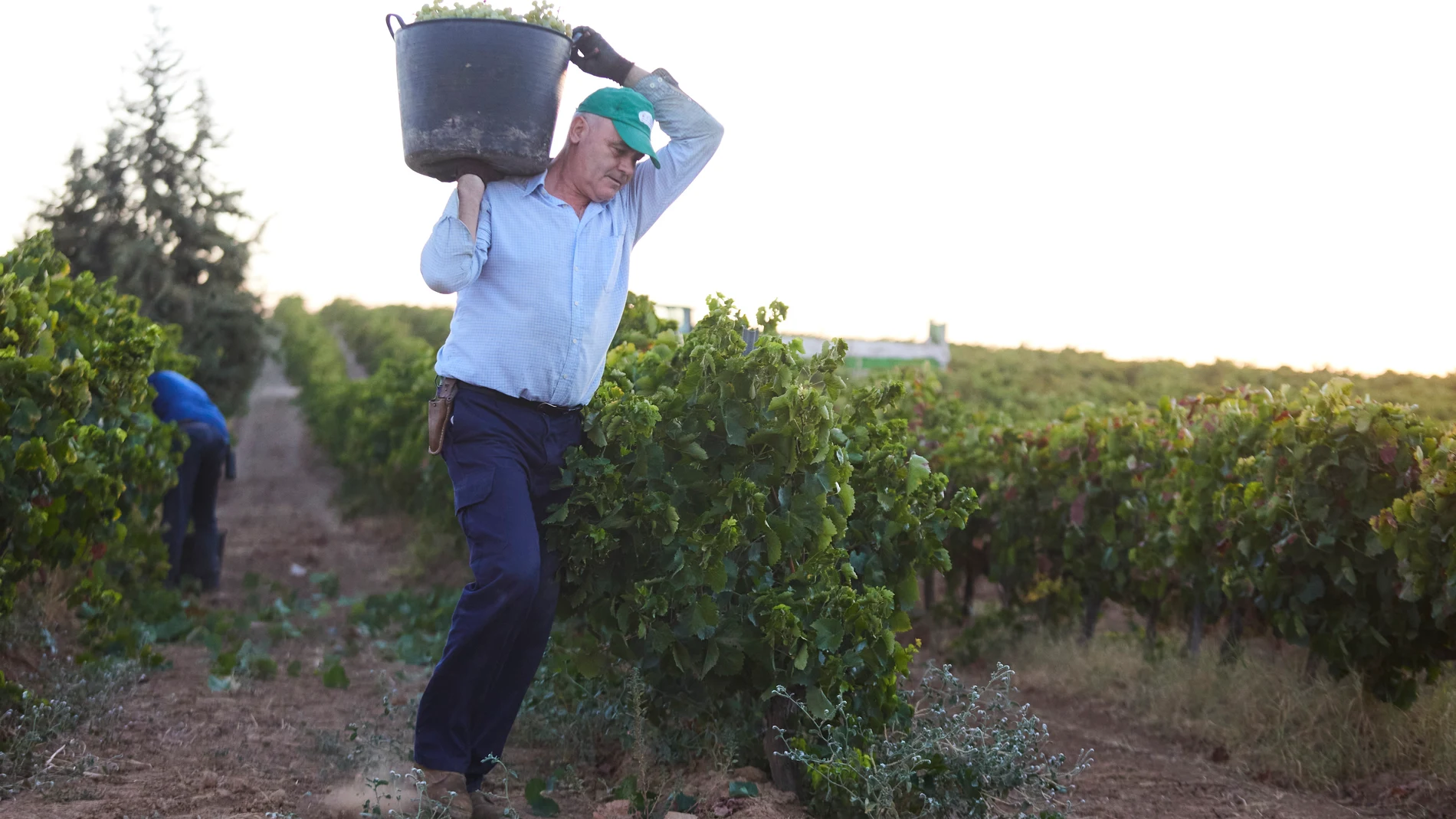 Un vendimiador lleva las uvas al remolque en las bodegas de Francisco Salado, en Carrión de los Céspedes (Sevilla)