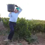 Un vendimiador lleva las uvas al remolque en las bodegas de Francisco Salado, en Carrión de los Céspedes (Sevilla)