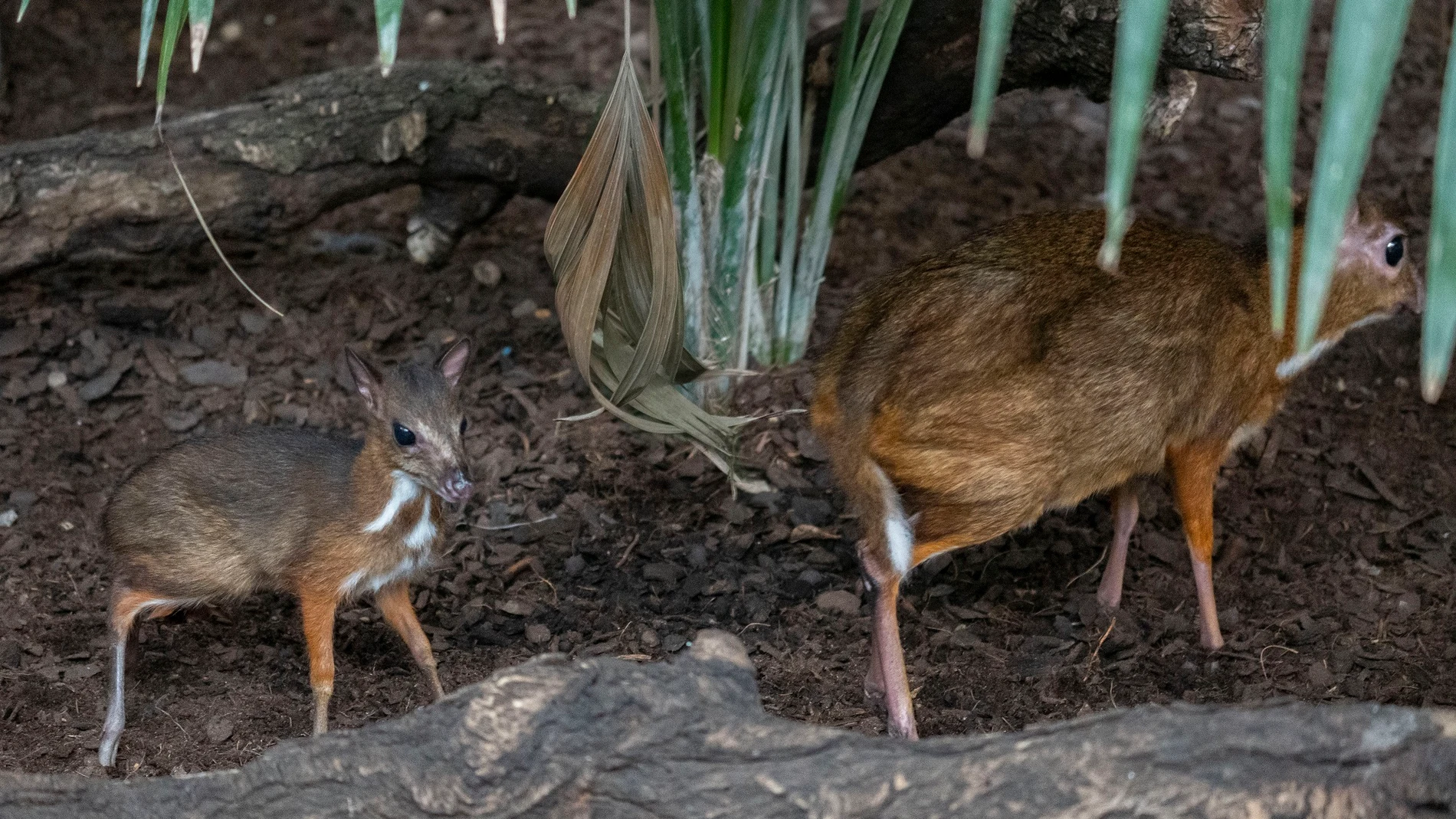 Nuevo ciervo ratón, el rumiante más pequeño del mundo, nacido en Bioparc Fuengirola BIOPARC FUENGIROLA (Foto de ARCHIVO) 06/09/2021