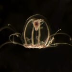 Un equipo de investigadores de la Universidad de Oviedo ha logrado recientemente descifrar el genoma de la medusa inmortal, Turritopsis dohrnii