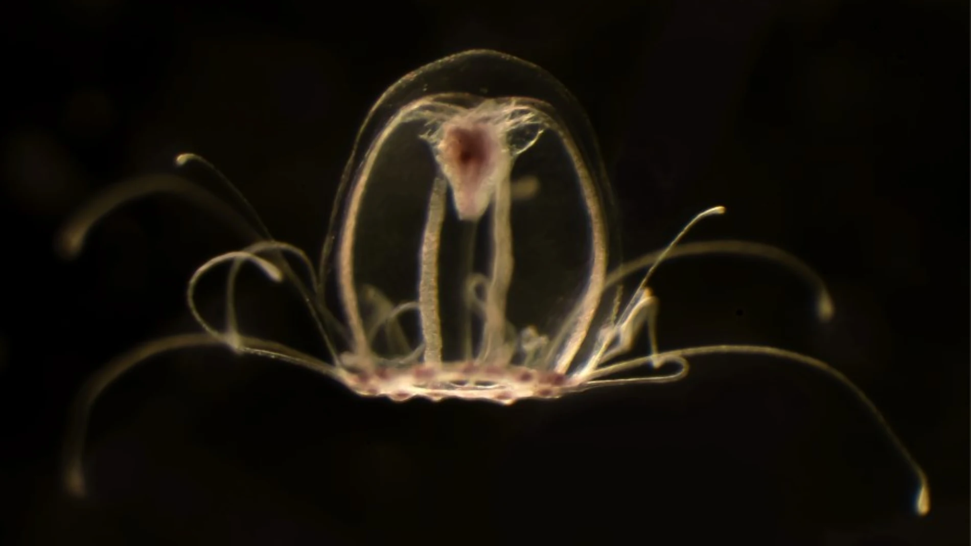 Un equipo de investigadores de la Universidad de Oviedo ha logrado recientemente descifrar el genoma de la medusa inmortal, Turritopsis dohrnii