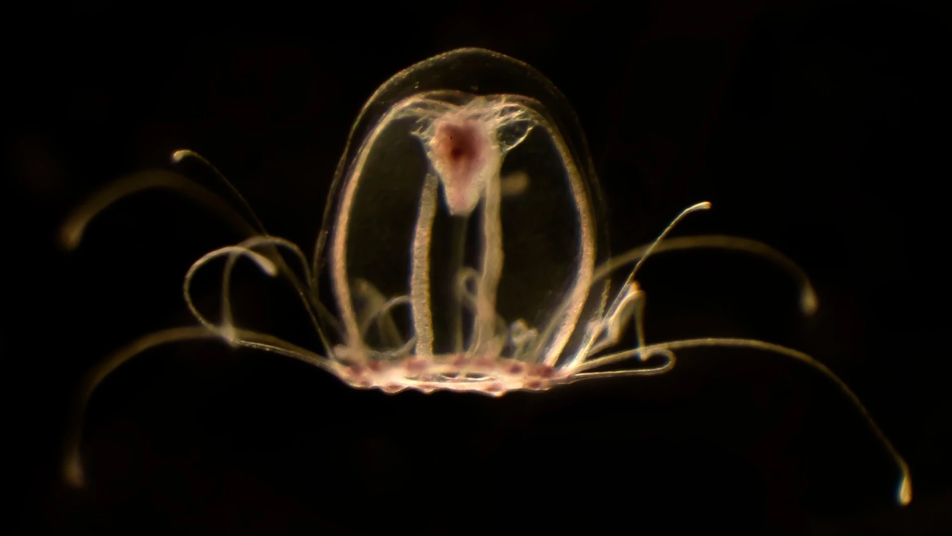 Medusa inmortal (Turritopsis dohrnii)
