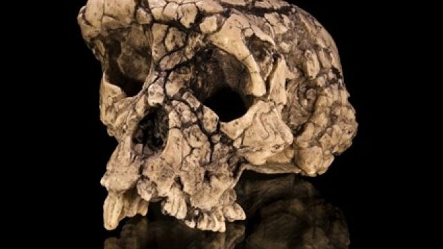 Holotipo de Sahelanthropus tchadensis, cráneo encontrado en 2001 (Fotografía de Didier Descouens en el Centro de Antropobiología y Genómica de Toulouse)