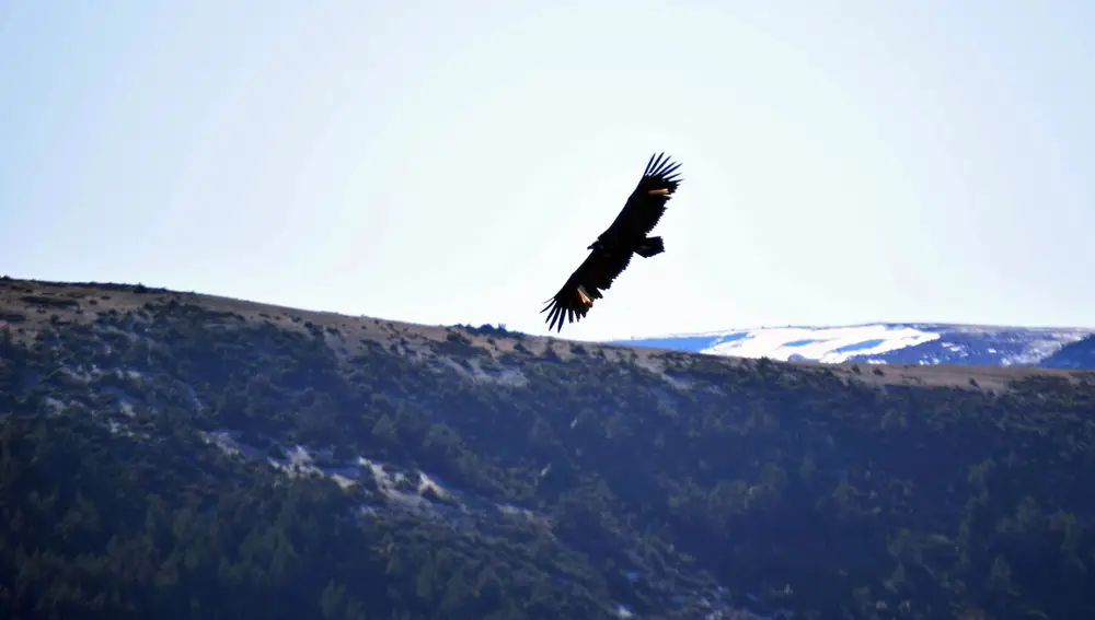 Buitre Negro en la Sierra de la Demanda