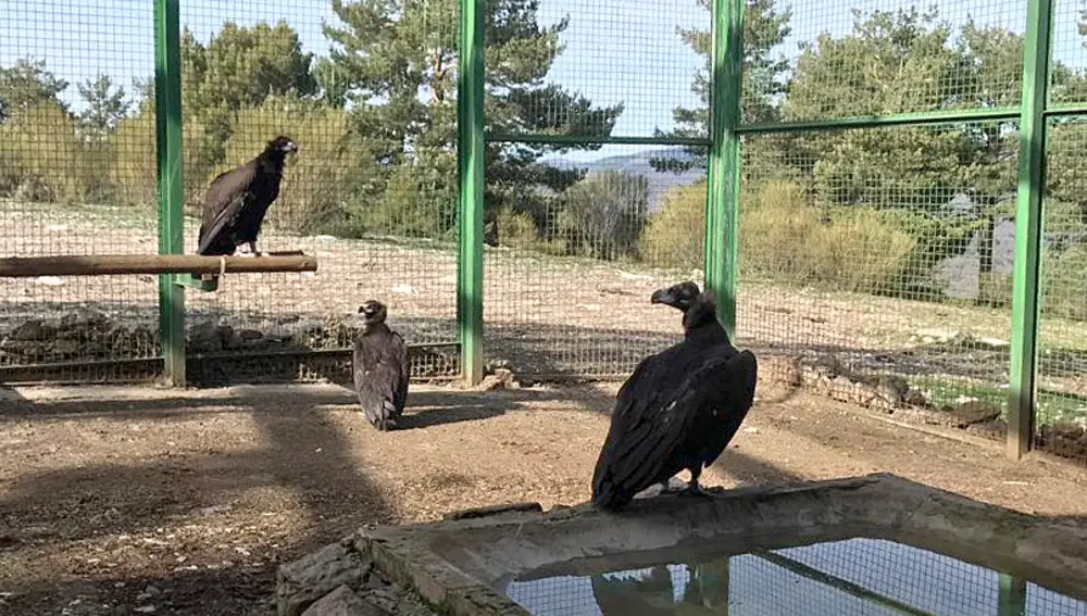Primeros buitres negros introducidos en la jaula de aclimatación de Huerta de Arriba (Burgos)