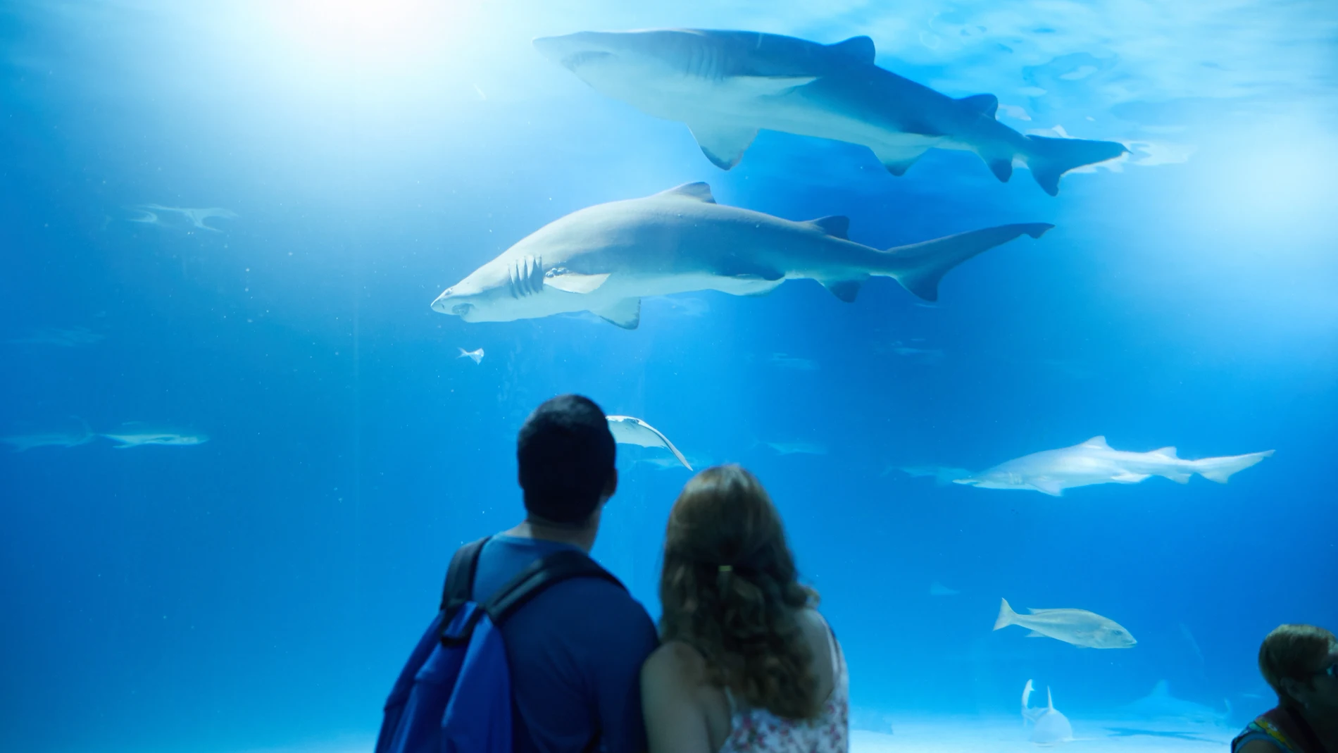 Cifra récord de visitantes en el Oceanogràfic: casi 500 personas entre julio y agosto