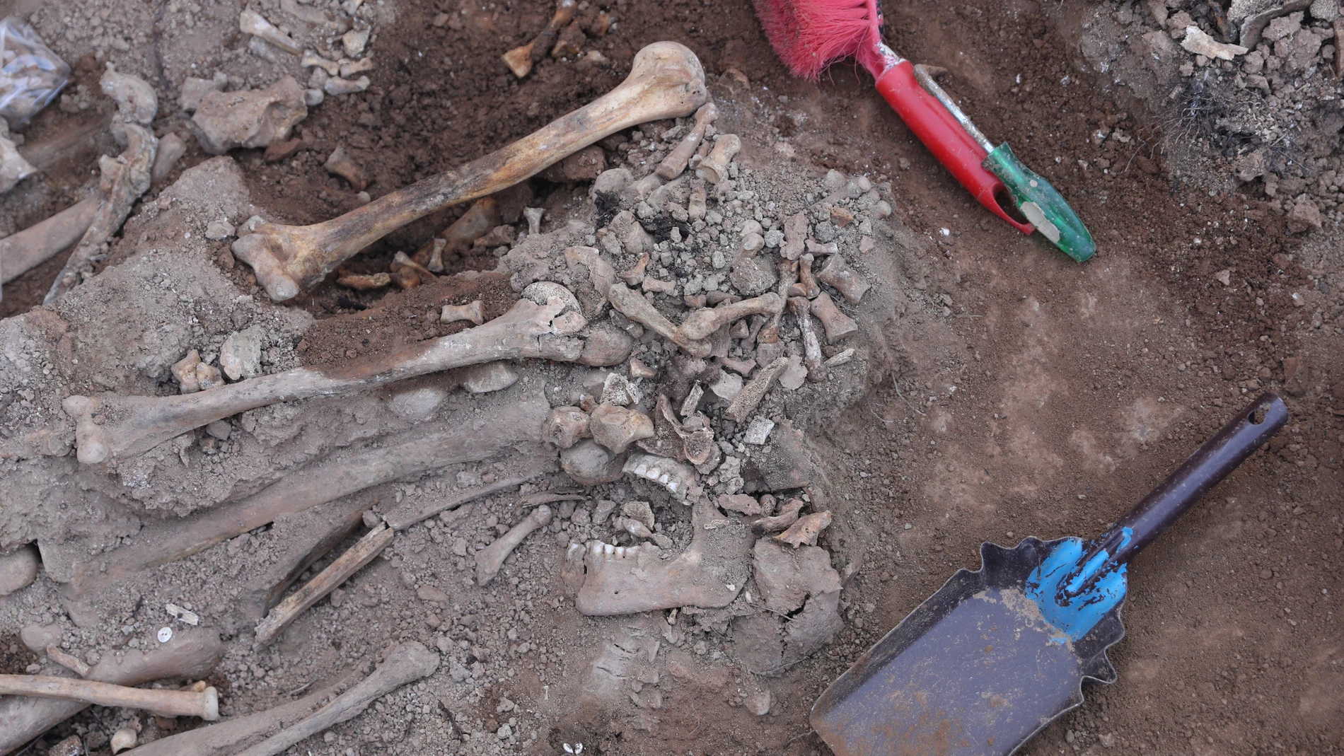 Varios huesos encontrados durante la excavación de una fosa de la Guerra Civil en el cementerio de Belchite, Aragón