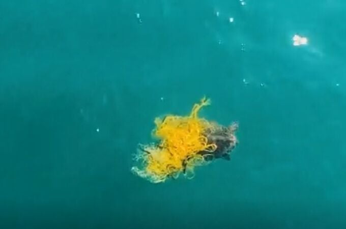 Un dron de la Generalitat ha salvado a una tortuga marina caretta caretta en peligro de extinción