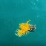 Un dron de la Generalitat ha salvado a una tortuga marina caretta caretta en peligro de extinción