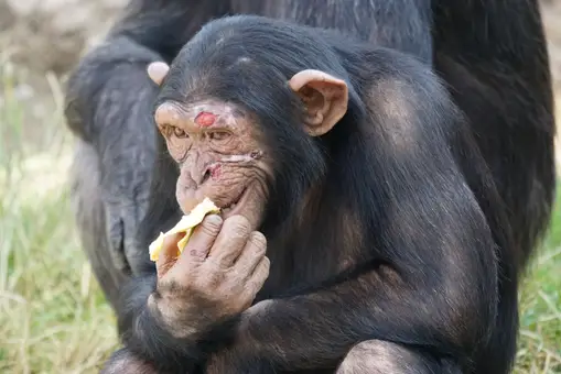 ¿Sabes más gramática que un chimpancé?