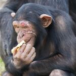 ¿Qué estará queriendo decirnos este chimpancé?