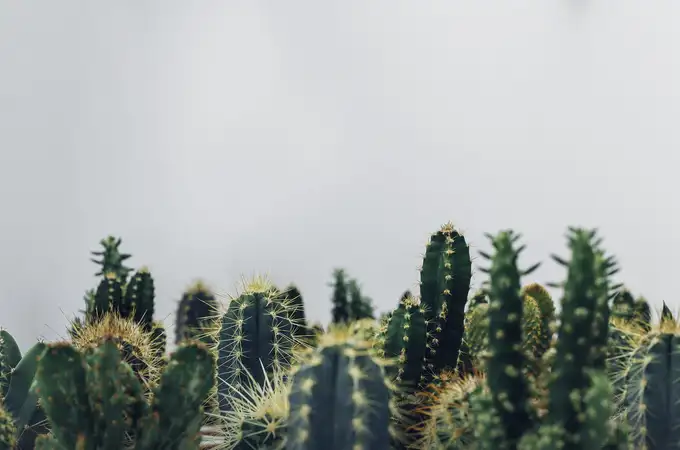 Cómo el cactus lo aguanta (casi) todo
