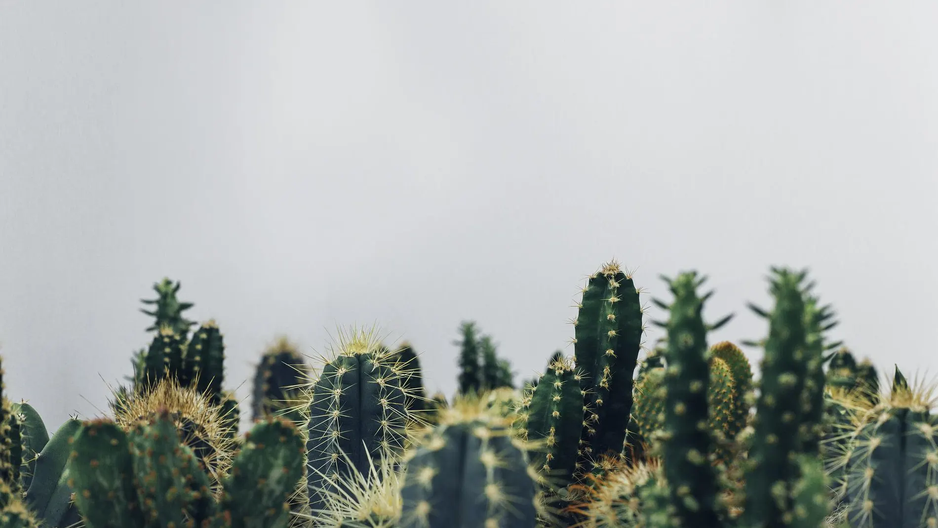 Diferentes especies de cactus en los que se observan lass características principales como sus espinas.