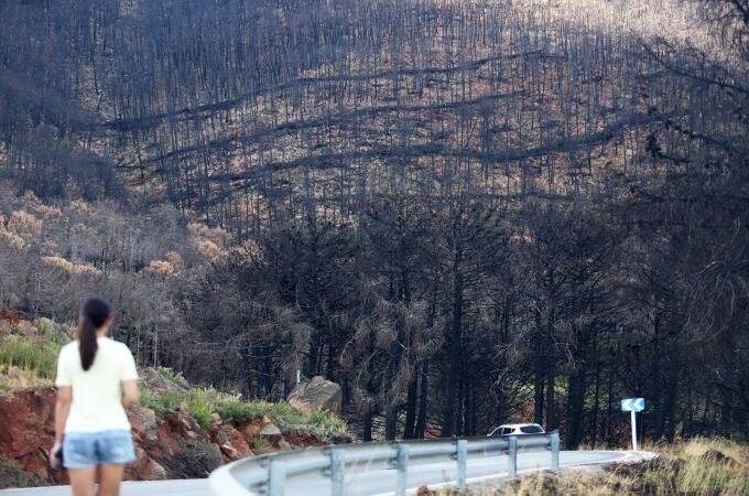 Uno de los montes de Sierra Bermeja, un año después del incendio forestal
