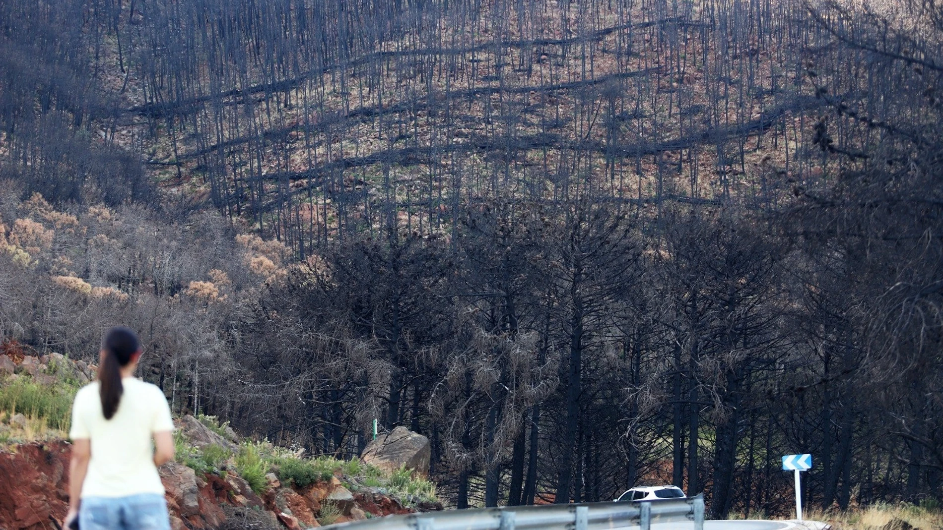 Uno de los montes de Sierra Bermeja, un año después del incendio forestal