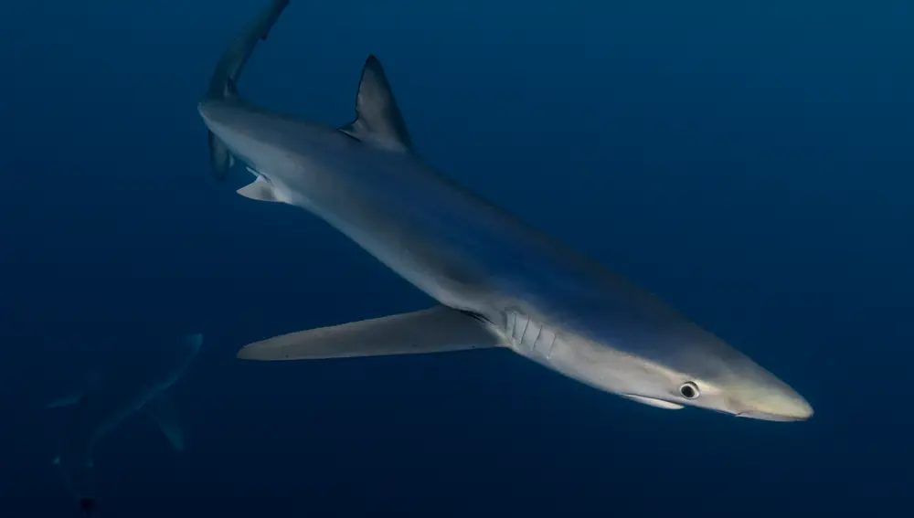 Los ojos grades y redondos son característicos del tiburón azul