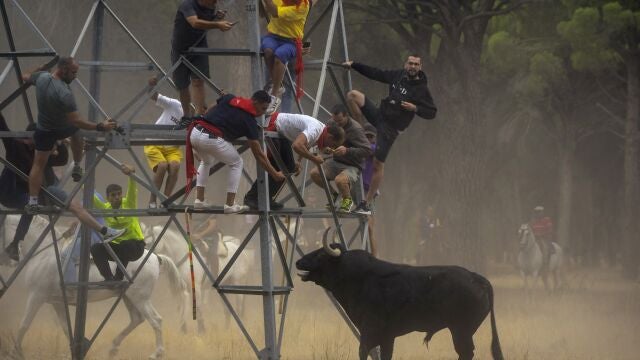 Torneo del Toro del Vega, el pasado martes en Tordesillas