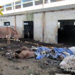 Operación bucéfalo contra el maltrato animal en Murcia