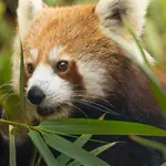 Panda rojo. BIOPARC FUENGIROLA