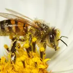 Abeja llena de polen