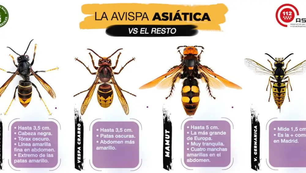 Avispa Asi tica As Puedes Distinguir La Especie Con La Picadura M s avispa-asi-tica-as-puedes-distinguir-la-especie-con-la-picadura-m-s
