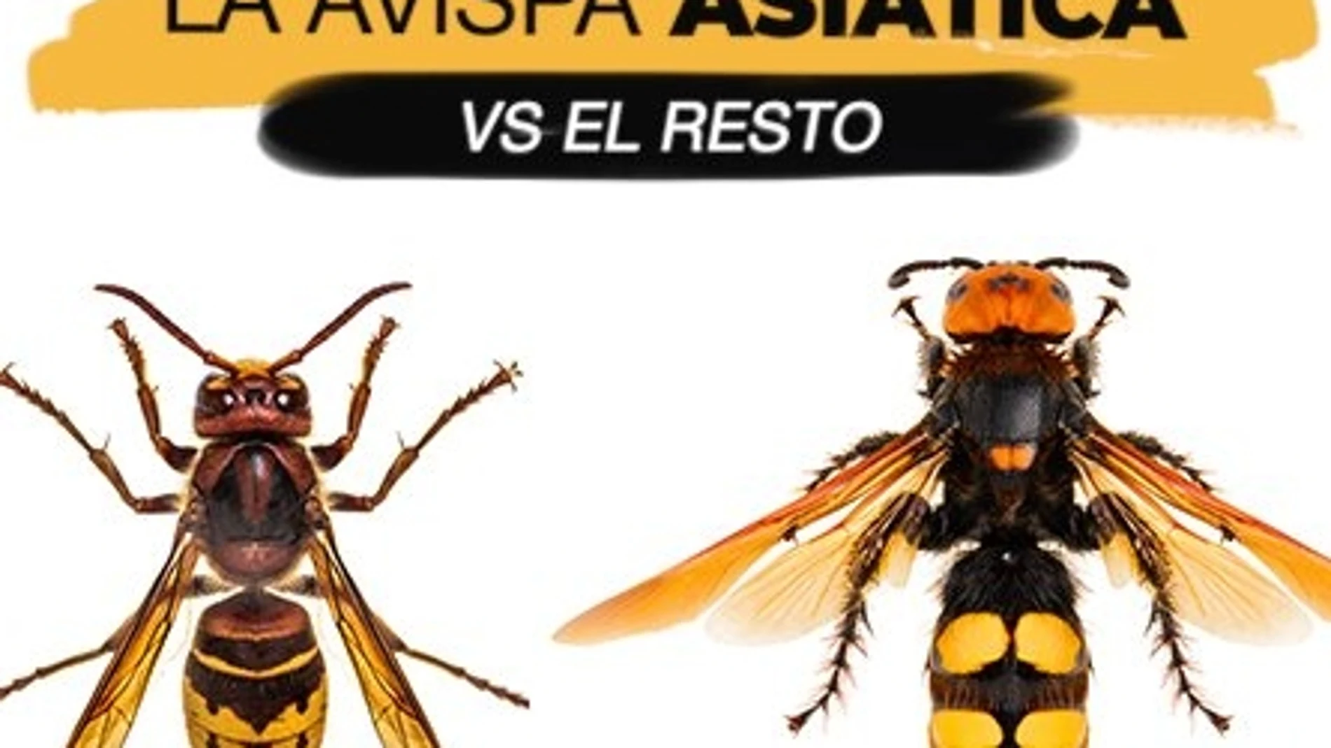 Avispa Asi tica As Puedes Distinguir La Especie Con La Picadura M s avispa-asi-tica-as-puedes-distinguir-la-especie-con-la-picadura-m-s