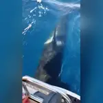 Orcas atacan a un velero en aguas de Galicia