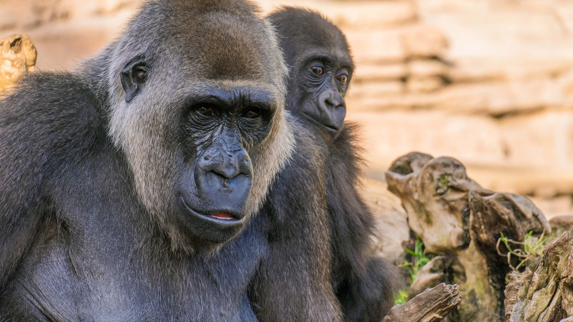 BIOPARC, referente en la conservación del gorila, especie en peligro crítico de extinción