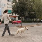 Una mujer pasea a un perro por la calle con mascarilla en Granada