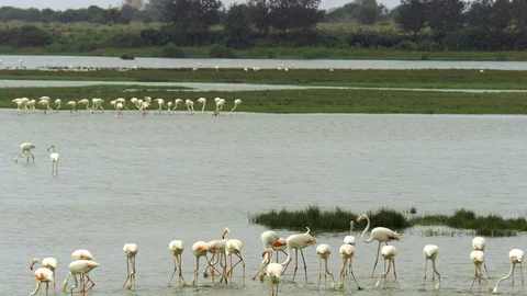 Doñana acoge múltiples ecosistemas y animales como los flamencos de la imagen y es Patrimonio de la Humanidad